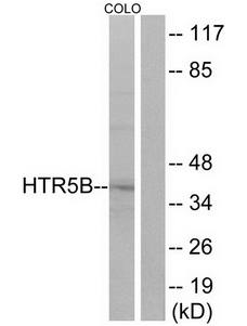 HTR5B Antibody