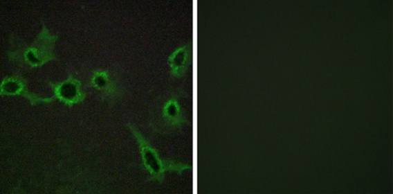 HTR7 Antibody