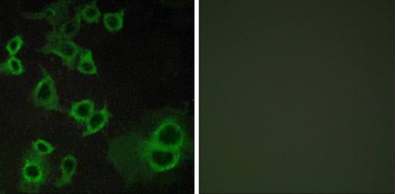 ADORA3 Antibody