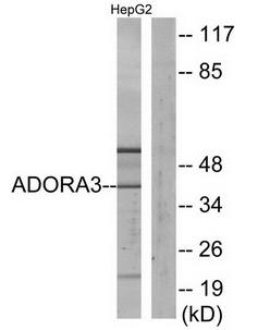 ADORA3 Antibody