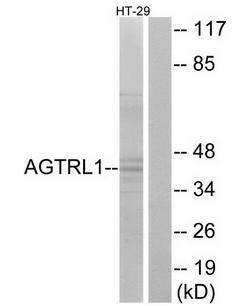 AGTRL1 antibody