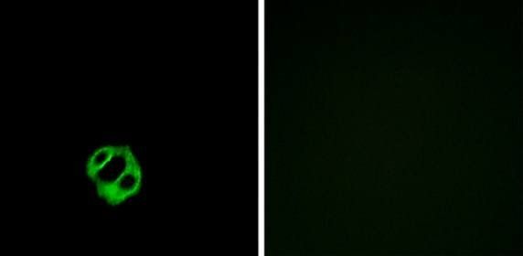 CCR7 antibody