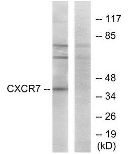 CXCR7 antibody