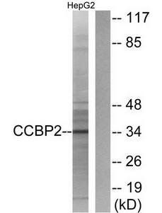 CCBP2 antibody