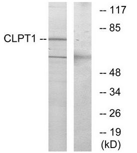 CLPT1 Antibody