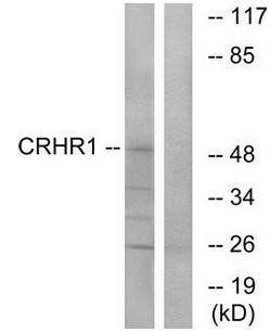 CRHR1 antibody