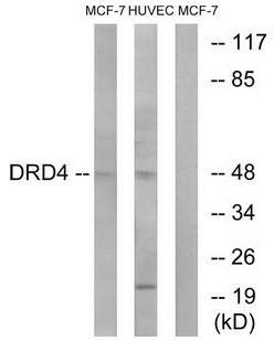 DRD4 antibody