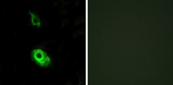 EDG3 Antibody