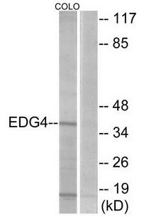 EDG4 Antibody
