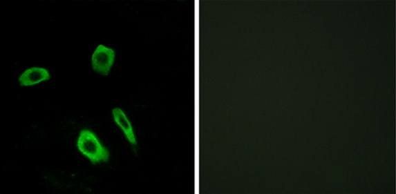 EDG7 Antibody