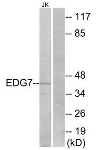 EDG7 antibody
