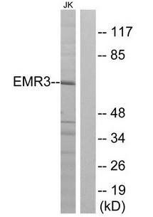 EMR3 Antibody