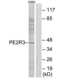 PE2R3 antibody
