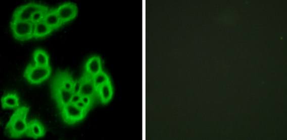 FPR1 Antibody