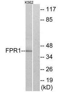 FPR1 antibody