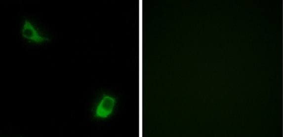 FPRL2 Antibody