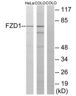 FZD1 Antibody