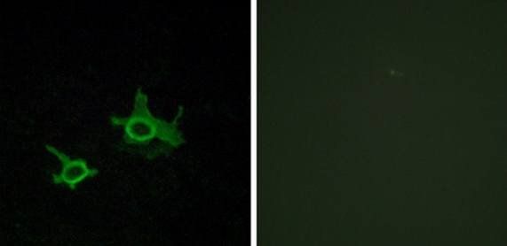 FZD3 Antibody