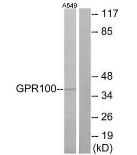 GPR100 antibody