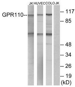 GPR110 antibody