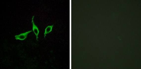 GPR120 antibody