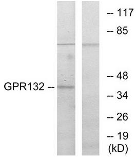 GPR132 Antibody