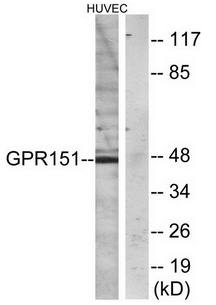 GPR151 antibody