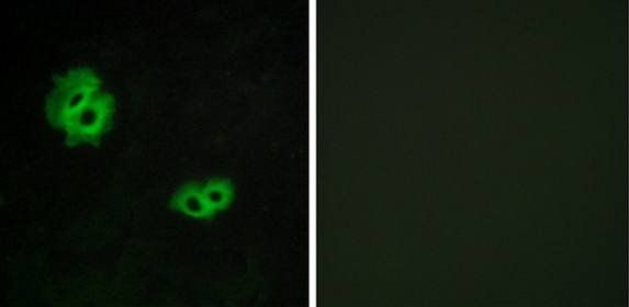 GPR171 Antibody