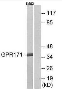 GPR171 Antibody
