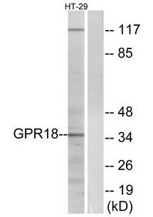 GPR18 antibody