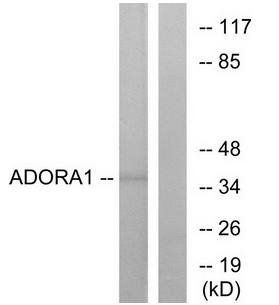ADORA1 Antibody