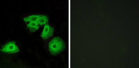 ADORA3 Antibody