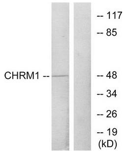 CHRM1 Antibody