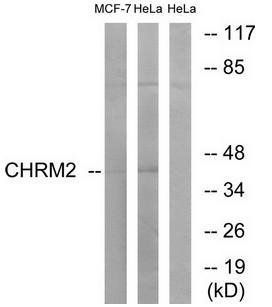 CHRM2 antibody