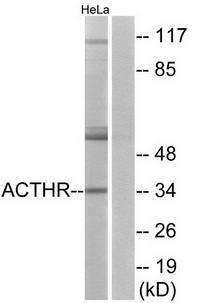 ACTHR antibody