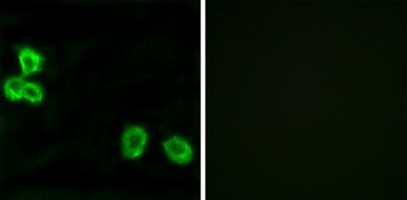 BAI1 Antibody