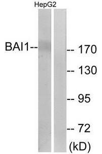 BAI1 Antibody