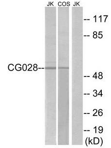 CG028 Antibody