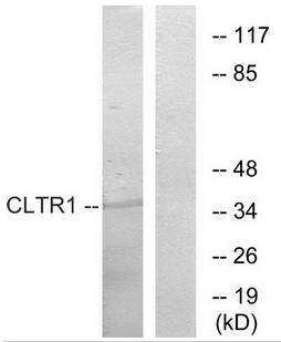 CLTR1 Antibody