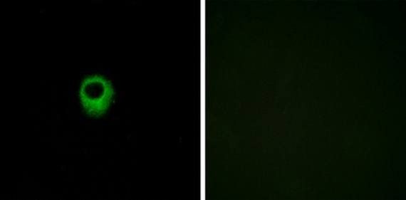 EDG4 Antibody
