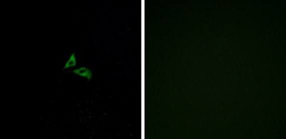 EDG7 Antibody