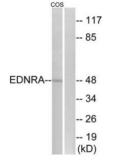 EDNRA antibody
