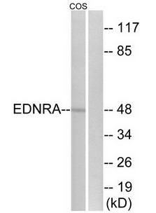 EDNRA Antibody