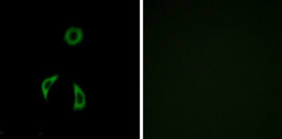 FZD3 Antibody