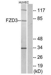 FZD3 antibody