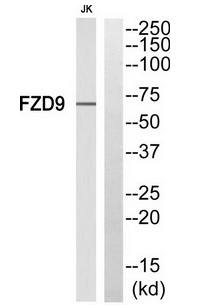 FZD9 Antibody