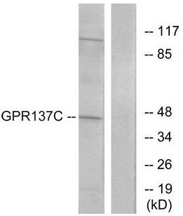 GPR137C antibody