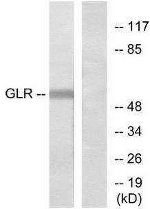 GLR antibody