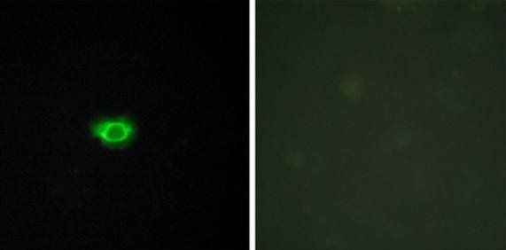 GPR108 Antibody