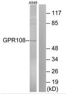 GPR108 Antibody